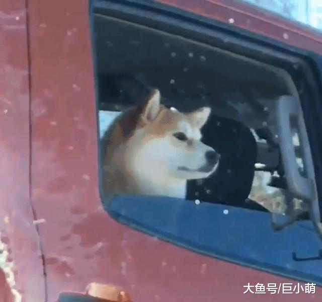 狗狗塞车到绝望，叼玩具跟对面车狗狗互呛：我有玩具你有吗？