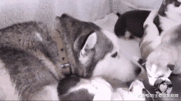 二哈生了一窝宝宝，身边朋友都想领养，看到奶狗后却不要了