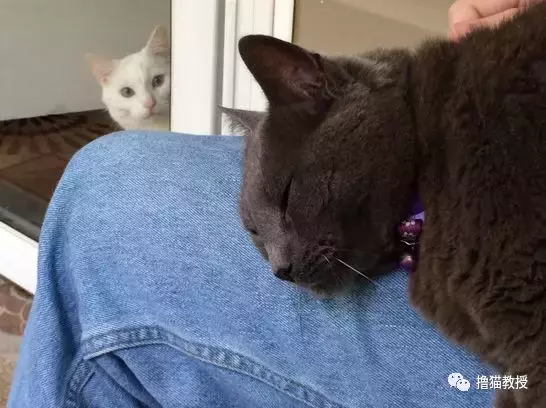 看着主人和新来的两只小猫相亲相爱 , 土著猫咪心里很不是滋味