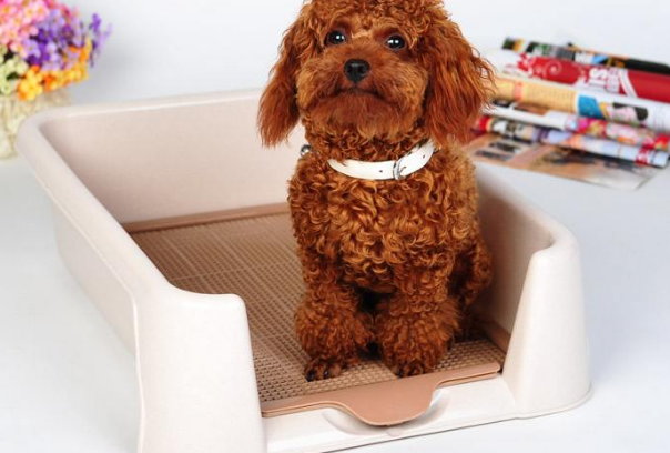 现在市面上很多狗狗厕所的样式，那么应该购买，什么样的狗厕所呢？