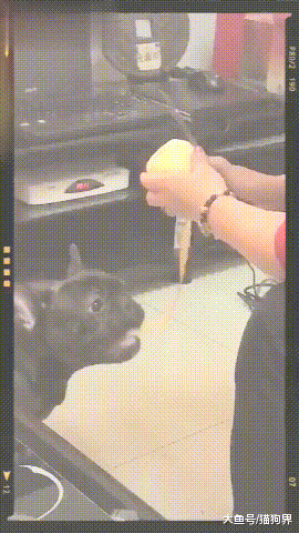主人一邊削蘋果皮，狗子一邊往嘴里吞，主人：蘋果皮最有營養了！