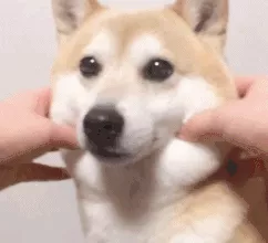 男生的撩妹神器：女生最喜欢的五种狗狗