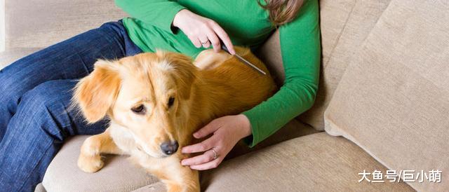 给狗狗梳毛的七大好处，如果主人有时间，建议定期给狗狗梳毛