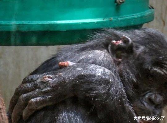悲慘黑猩猩被親媽棄養，遭同伴霸凌，耳朵被咬掉，甚至還……
