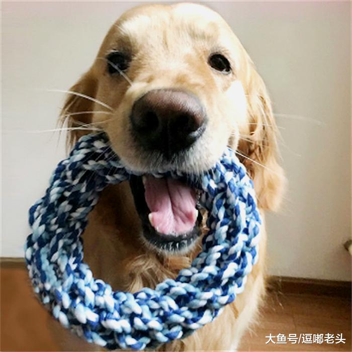 根据磨牙棒产品特性，为狗狗挑选合适的磨牙棒，弄清3点很重要