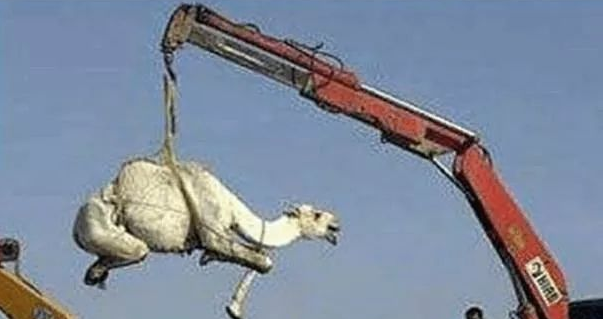 全世界仅有1400万只,渴不死饿不死,却被人类烤着吃