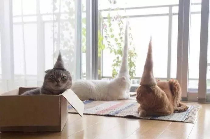 医生在做手术准备的时候，身后的猫咪惊呆了