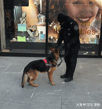 谁说警犬都非常严肃？这只警犬上班时间卖萌，谁还不是个宝宝咋地