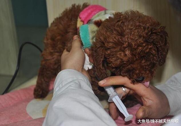 你知道吗? 出现这5种情况的狗狗, 都说明有“虫”!