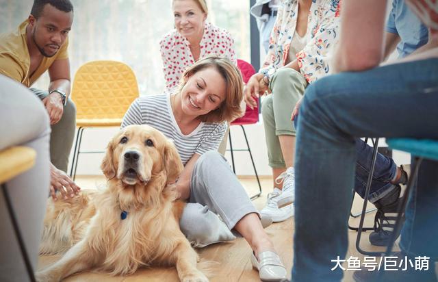 不想狗狗变得很敏感，在第3到12周，做好狗狗社会化训练