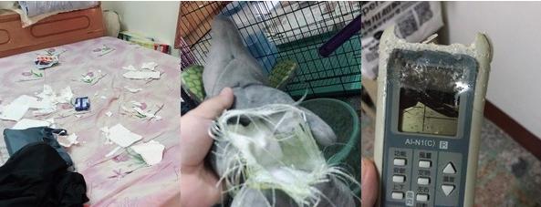 狗狗为了给主人换新家具，把床给拆了，主人：该红烧还是清蒸呢？