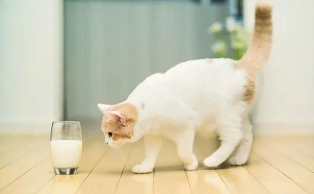 猫咪饮水并非越干净就越好，三种水源将令爱猫患病！