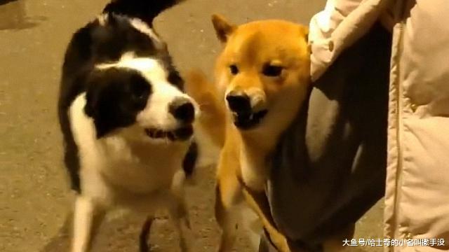 面对边牧的挑衅，柴犬紧紧抱着主人的大腿狂吼，气势不能丢