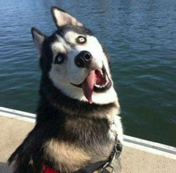 听说装饰是装修公司表情图，哈哈哈~~真的吗？