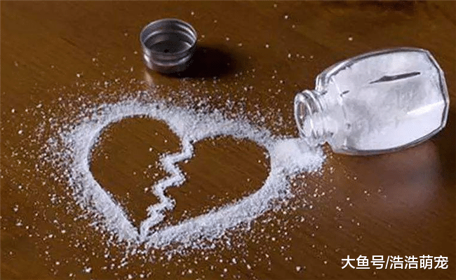 想让泰迪活得更长久, 就不要给它吃下面6种食物, 不然会害了它