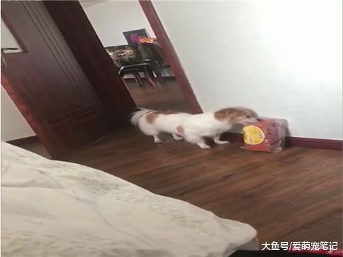 狗狗趁主人午休偷吃火腿肠, 走的时候还踮着脚尖出去, 这狗好聪明