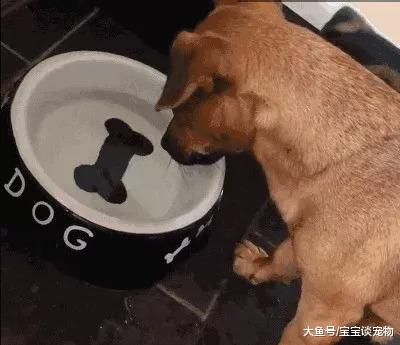 丧心病狂的主人给家里狗狗买了这样的水碗，然后它俩简直要疯了！