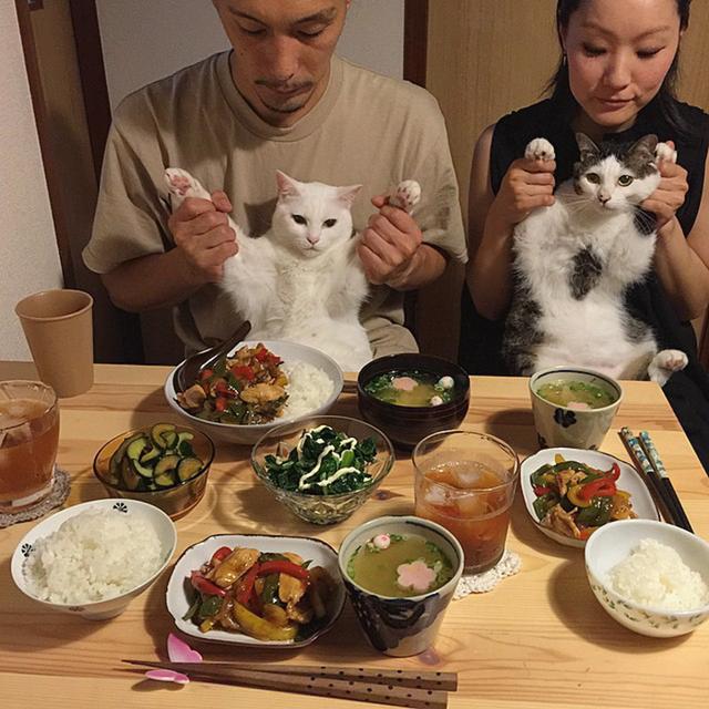 年三十的年夜飯，寵物要參與，主人需要注意不能喂些什么