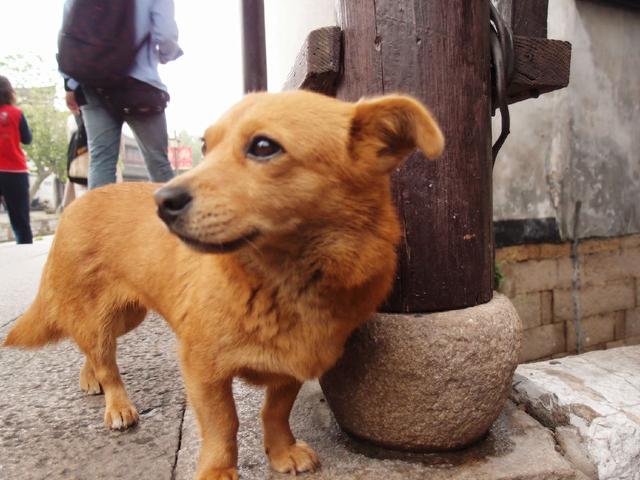 狗狗乱嗅存在三点弊端，铲屎官若不训练拒食，爱犬难免受伤害
