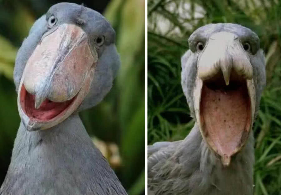 二哈表兄弟，能击杀鳄鱼却爱拔毛送人，鲸头鹳：老子愿意！