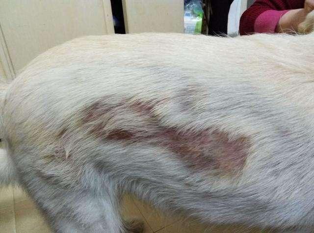 狗狗有這6個征兆，身上有“蟲”的可能性很大，一定不能拖！