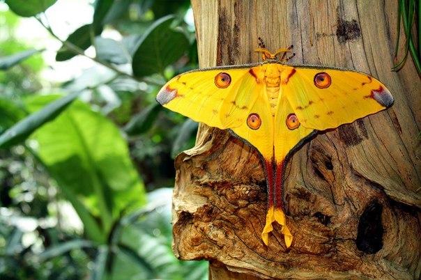 世界上最美丽的蝴蝶