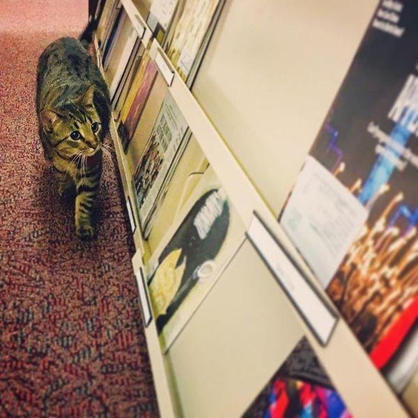 大学聘请新图书管理员, 只卖萌不干活, 猫咪管理员吸引学生多读书