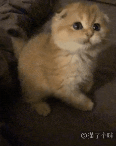 男孩准备去上学，不舍得和猫分开于是……