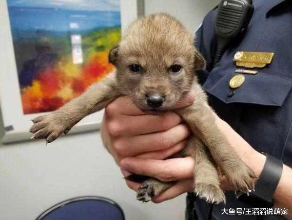 好心人捡到一只小狗送到了警局，警察一看吓坏了：这哪是狗啊