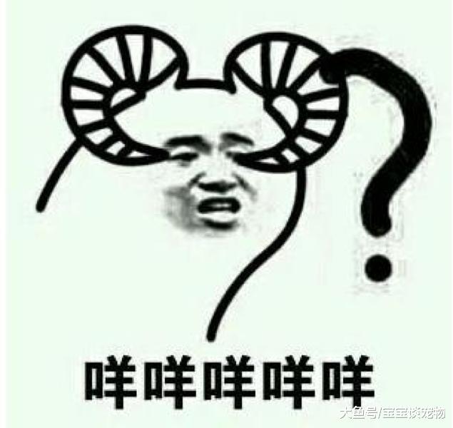 求放过！你家狗快被你弄死了你知道吗？！