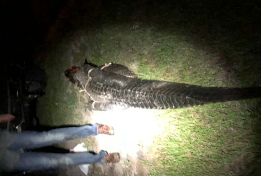 看到爱犬被鳄鱼叼走，宠主不顾生死跳下水扒开了鳄鱼嘴……