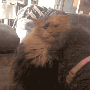 曾经一直认为猫狗之间水火不容, 直到看到这一幕被狠狠打脸