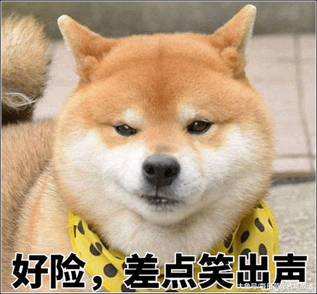 女友来家里做客，柴犬上前牵手示好，下一秒男子瞬间脸红