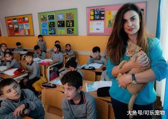 猫咪也热爱学习，每天都会到教室里面听课，结果听着听着就睡着了