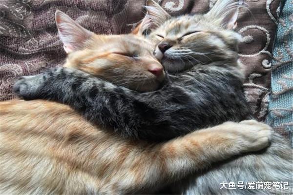 当猫奴生病时，为什么猫会睡在他的身上？原来喵主子也会安慰人！