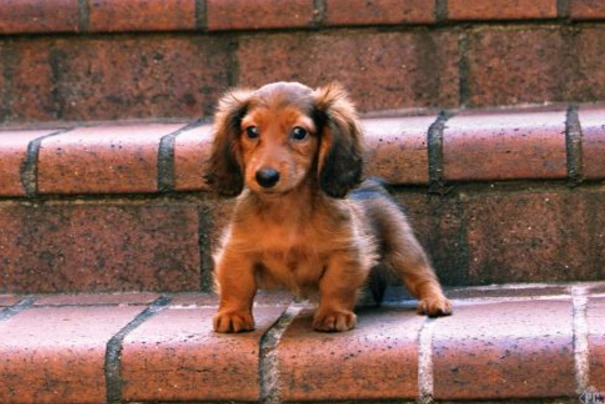 对于新手养狗狗，要知道怎么训练它在固定地方上厕所，今天我们一起看看吧！