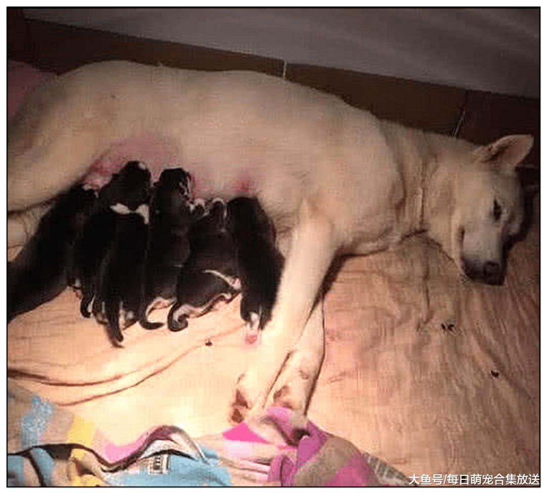 土狗意外怀孕，两个月后生下9只小奶狗，主人看清后直接笑喷了
