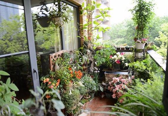 阳台朝向不同，适合养的花也各有不同，听花农一说，真是涨见识了