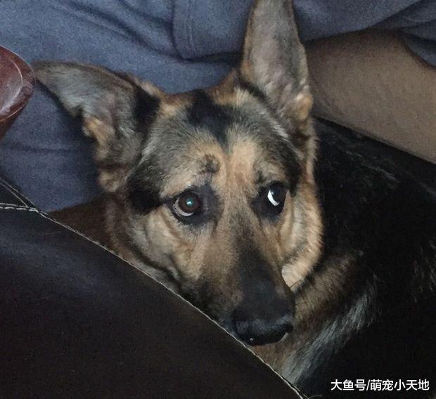 主人只是在泡澡，却一直担心他溺水，担心系汪一定要陪在旁边守护