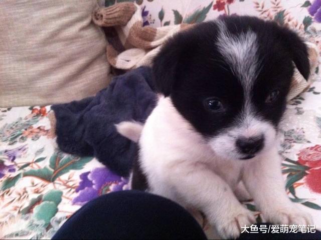 女孩捡到一只刚满月的小土狗，被邻居认出是边牧串，直呼我赚大了