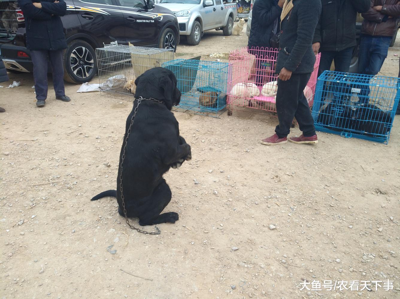 一只训练有素的黑色拉布拉多犬, 商贩喊价1800元出售!