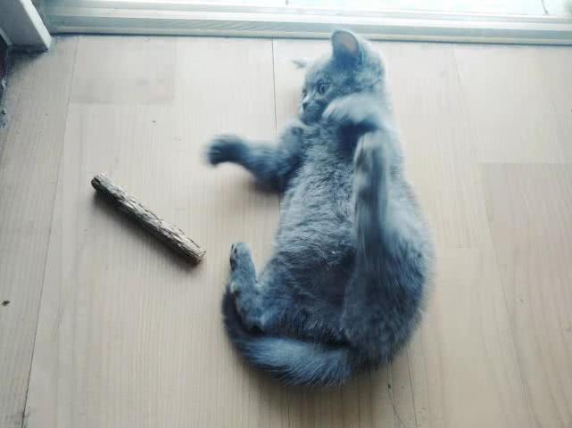 铲屎官呕心沥血分享养猫经历，新手小白别轻易养猫，前半年真难熬