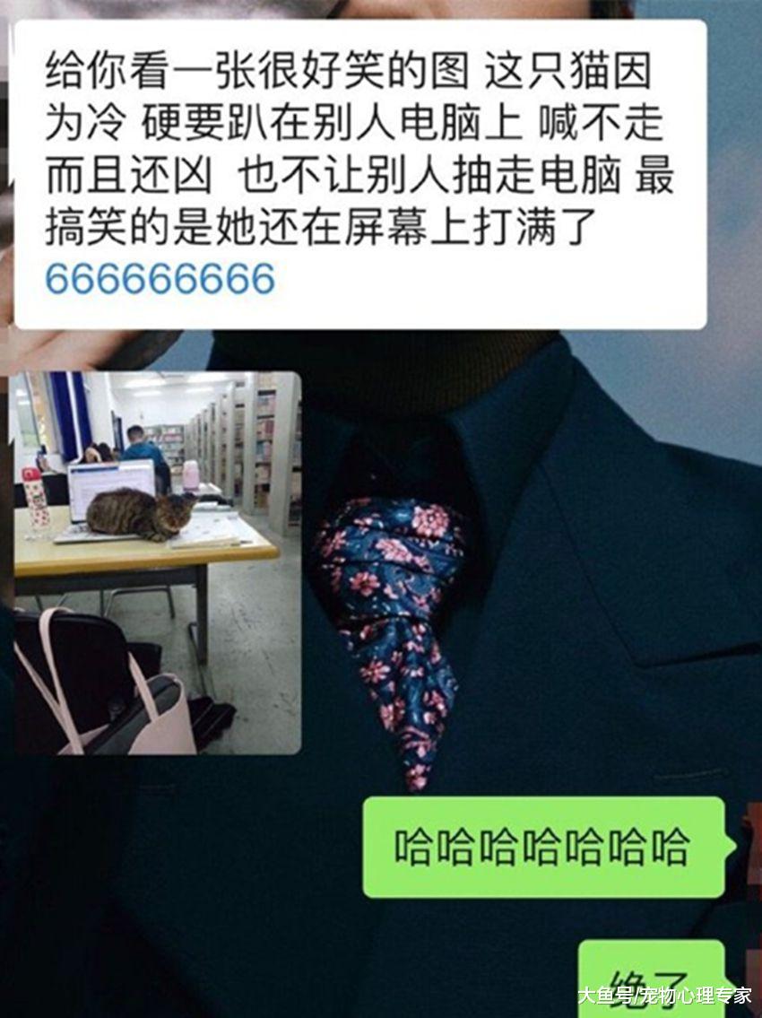同学去图书馆自习却发来一张图，笑得半天没缓过来：这猫是个狼人