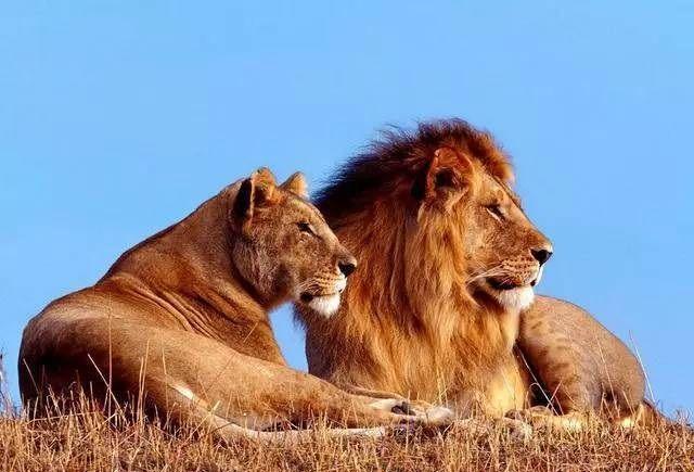 救治被车撞的狮子3年，他花光所有，放生时狮子没回头走了，他不甘心