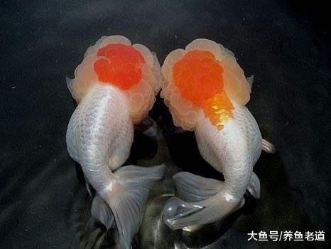 如果碰到一下情况, 我们就要去注意观赏鱼是否患病?