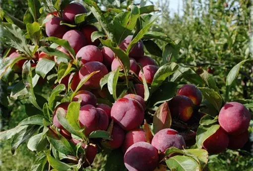 黑布林，这娇娘好生秀色