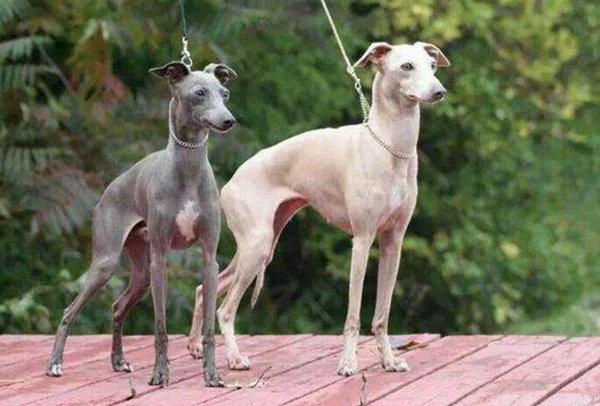 地球上10大反应速度最快的动物, 猎豹榜首, 狮子第八