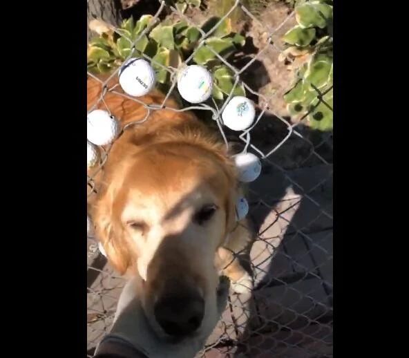 去打球发现栅栏上有个奇怪的洞，看了旁边的牌子才知道原来……