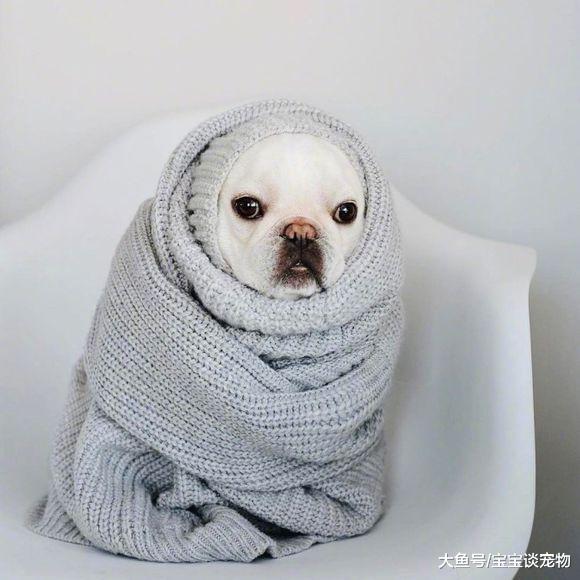 李冰冰竟然养活蜘蛛，曝光明星们的爱宠大集合！