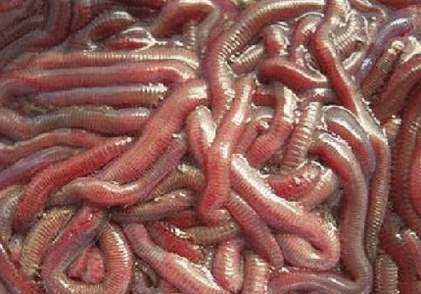 地球上号称噩梦的怪虫，每一种都不像地球上的生物！